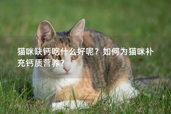 貓咪缺鈣吃什么好呢？如何為貓咪補(bǔ)充鈣質(zhì)營(yíng)養(yǎng)？